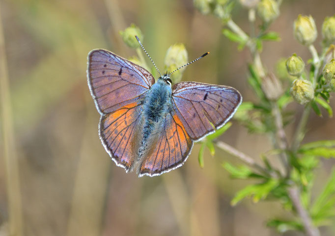 Bluno, Sachsen 25.06.2011, Lycaena alciphron