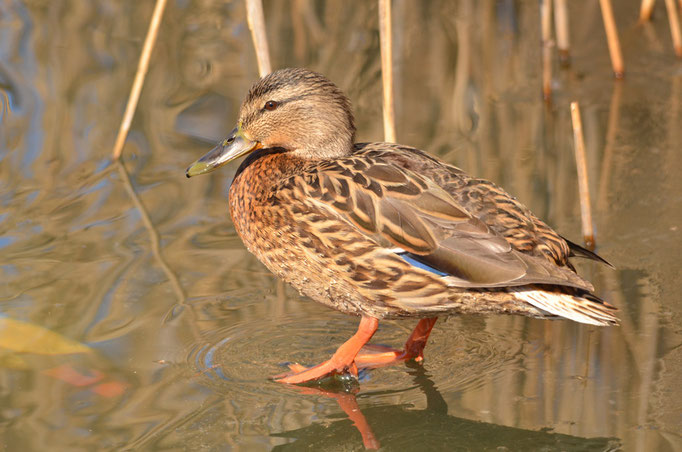 Wuhletal, Berlin 23.03.2013, Stockente, weiblich (Anas platyrhynchos)