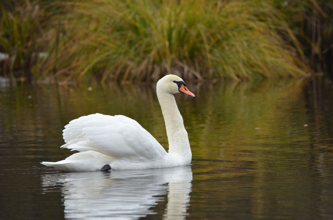 Spreeau, Brandenburg 11.11.2012, Höckerschwan (Cygnus olor)