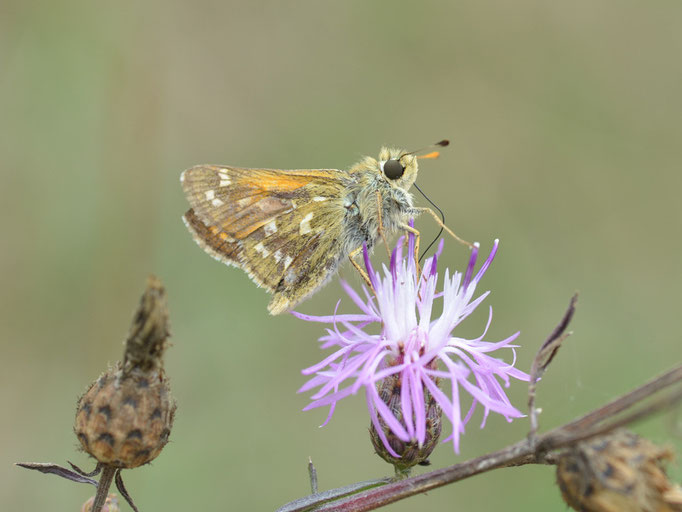 Fischbach a.d.Naab, Bayern 28.08.2013, Hesperia comma