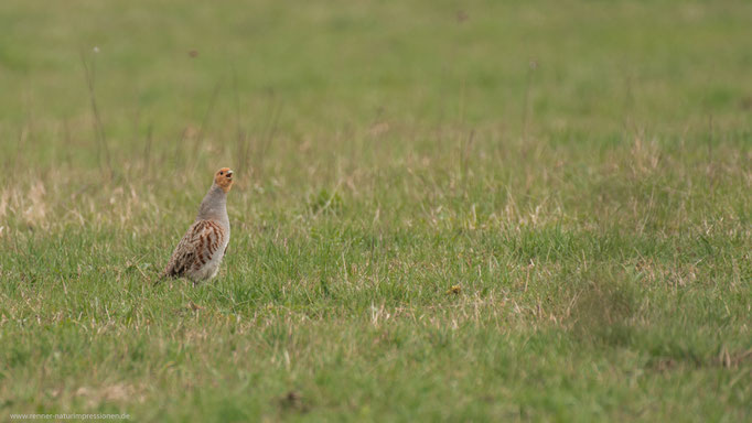 Havelland, Land Brandenburg April 2017