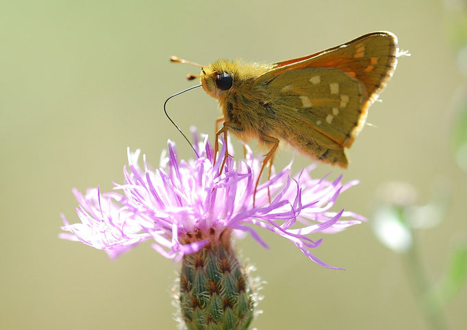 Wünsdorf, Brandenburg 31.07.2010, Hesperia comma