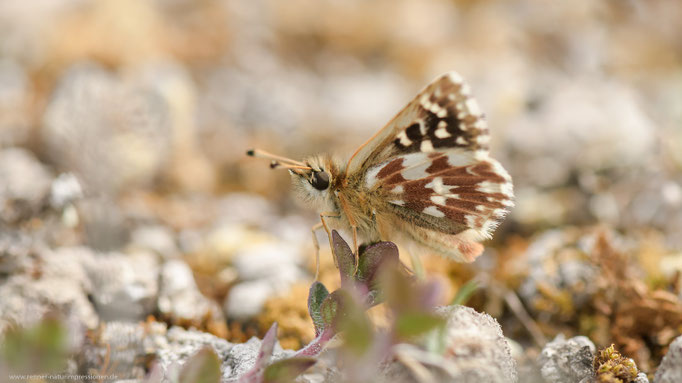 Thüringen (Geba) 22.05.2020, Spialia sertorius