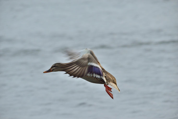 Röbel, MV 03.01.2015, Stockente (Anas platyrhynchos)