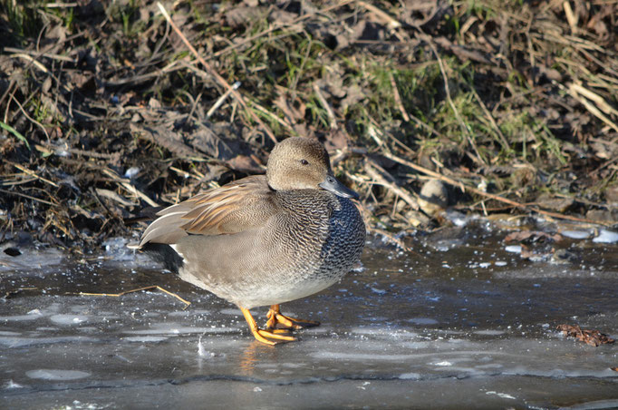 Wuhletal, Berlin 02.02.2012, Schnatterente