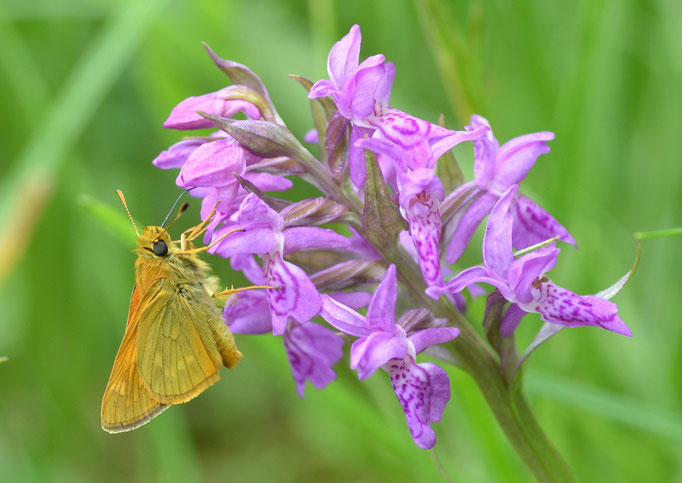 Wernsdorf, Brandenburg 22.05.2011, Ochlodes sylvanus