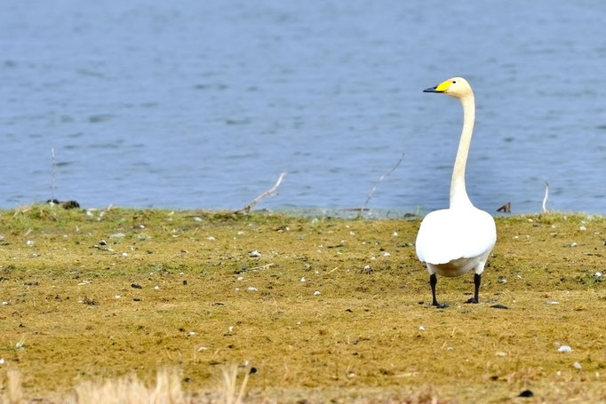 Oderbruch, Brandenburg 15.03.2015, Singschwan (Cygnus cygnus)
