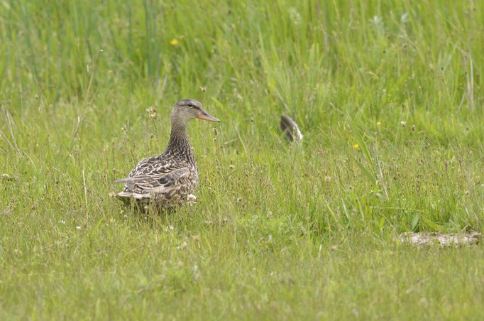 Fehmarn, SH 27.05.2014, Schnatterente