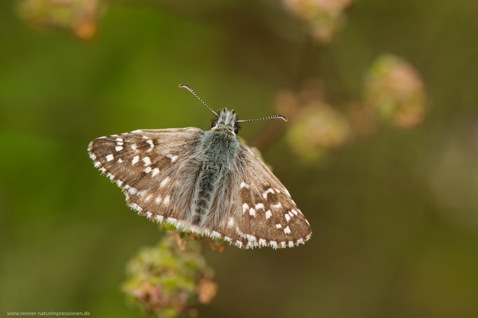 Thüringen, 04.06.2016 Pyrgus armoricanus 