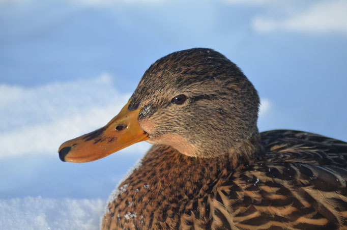 Wuhletal, Berlin 18.12.2010, Stockente (Anas platyrhynchos)