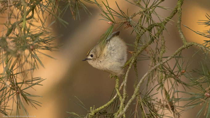 Zühlen, Land Brandenburg 25.02.2018