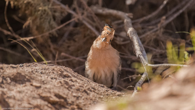 Fuerteventura,  Januar 2017