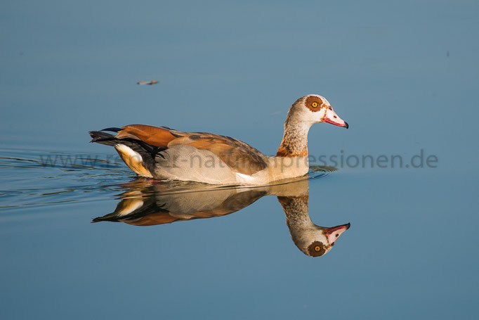 Albasee, Thüringen 02.06.2015, Nilgans