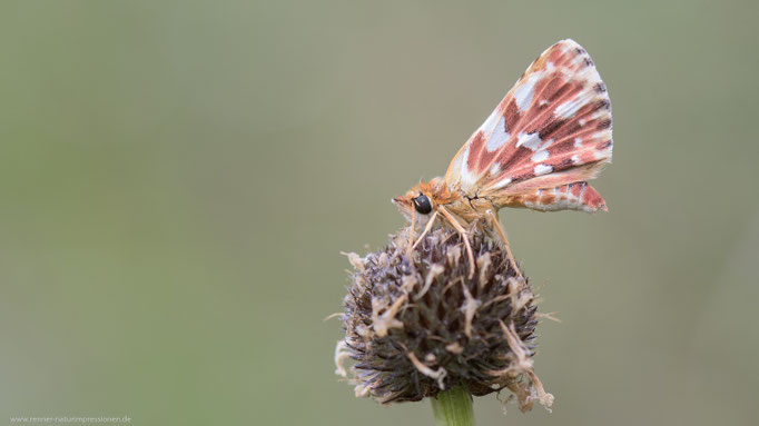 Oberpfalz, Bayern 13.06.2019
