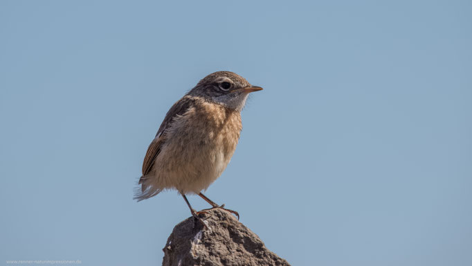 Fuerteventura, Januar 2017