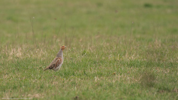 Havelland, Land Brandenburg April 2017