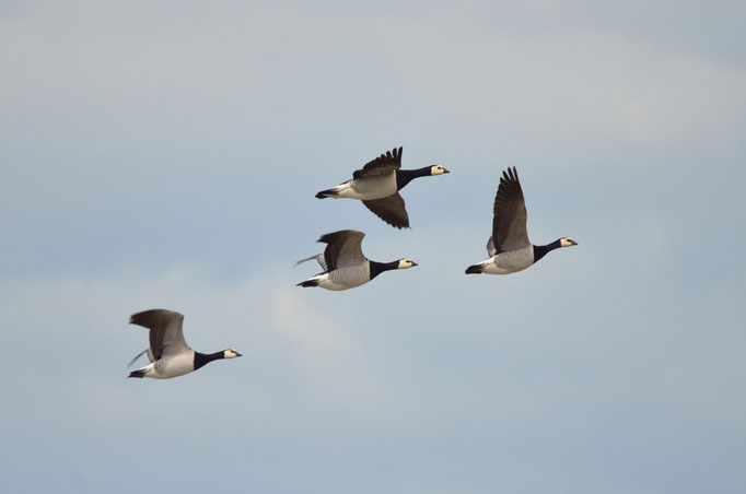 Umgebung Büsum, S-H 02.05.2014, Nonnengans (Branta leucopsis)