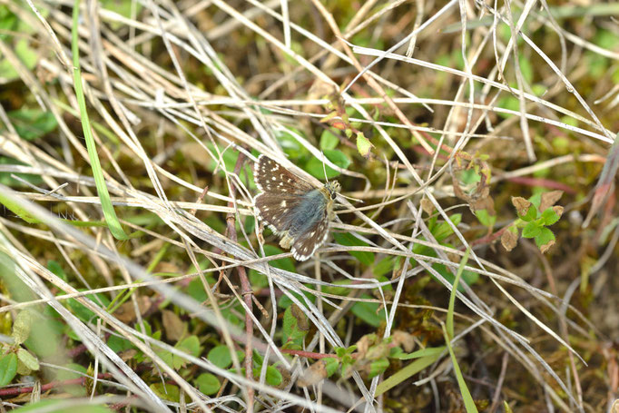 Henfstädt, Thüringen 31.05.2014, Spialia sertorius