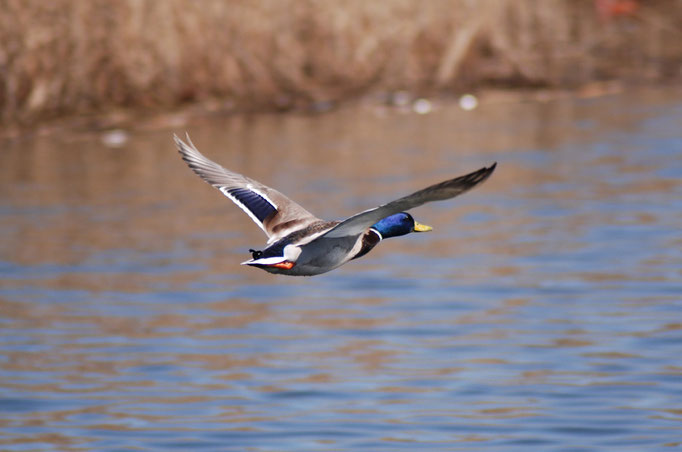 Wuhletal, Berlin 07.04.2010, Stockente (Anas platyrhynchos) männlich