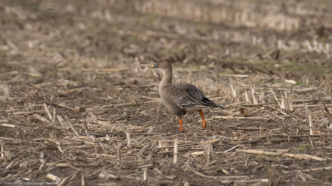 Land Brandenburg, Februar 2018