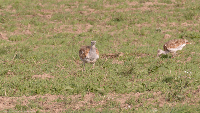 Havelland, Land Brandenburg Oktober 2017