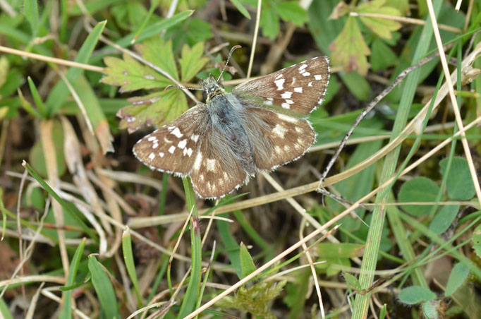 Ostalb, B-W 08.2014, Pyrgus cirsii 