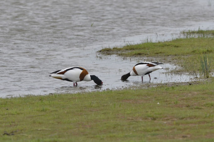 Fehmarn, SH 27.05.2014, Brandgans (Tadorna tadorna)