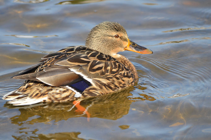 Wuhletal, Berlin 14.03.2013, Stockente, weiblich, (Anas platyrhynchos)