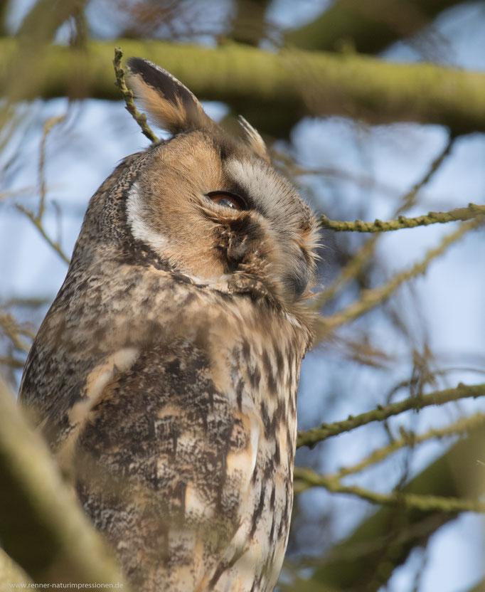 Land Brandenburg, Februar 2018