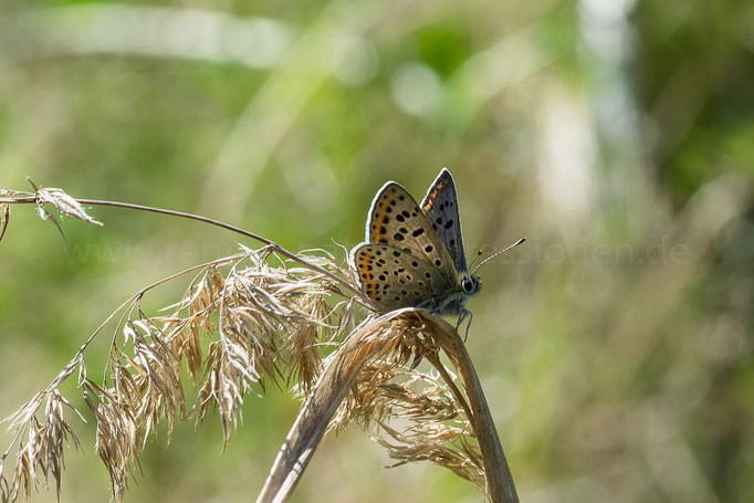 Rehnsdorf, Brandenburg 15.05.2015, Lycaena tityrus