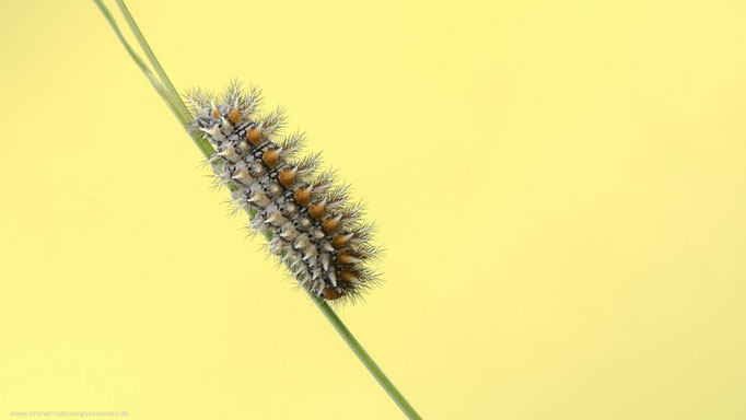 Roter Scheckenfalter, Slowenien Juni 2022