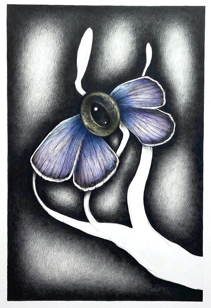 Butterfly Eye (2022/23), kleurpotlood op papier, 60 x 45 cm.