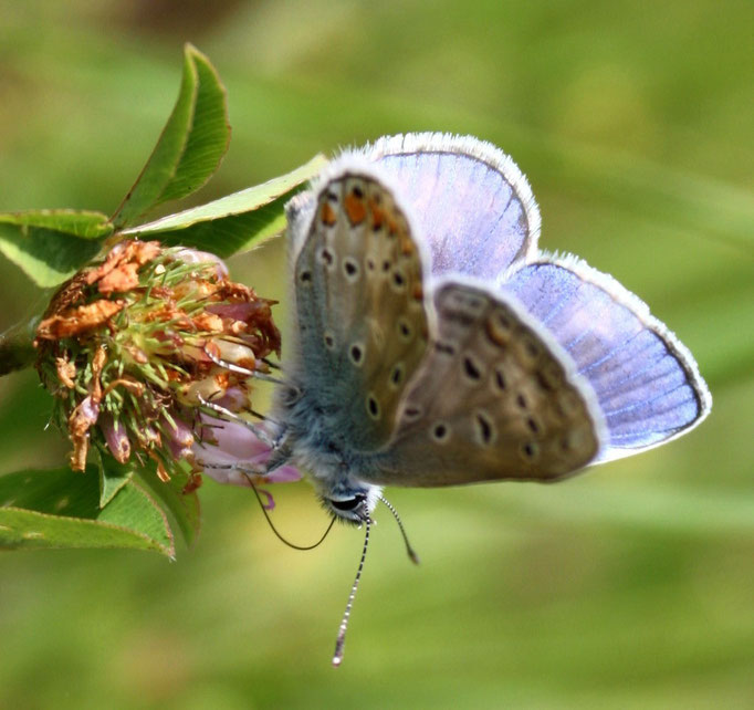 papillon azur