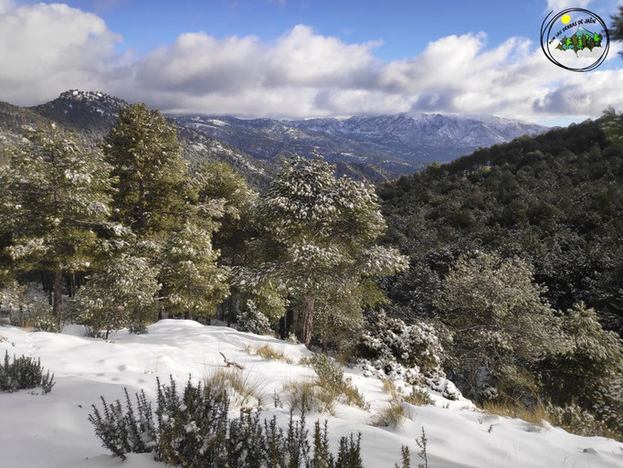 De fondo cumbres de la Sierra de Castril (Tornajuelos....)