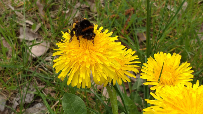 Erdhummel auf Löwenzahnblüte