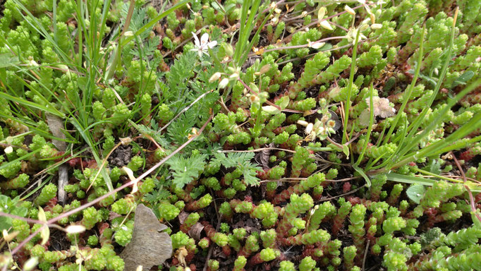 Miniwelt am trockenen Hang mit Mauerpfeffer und Reiherschnabel