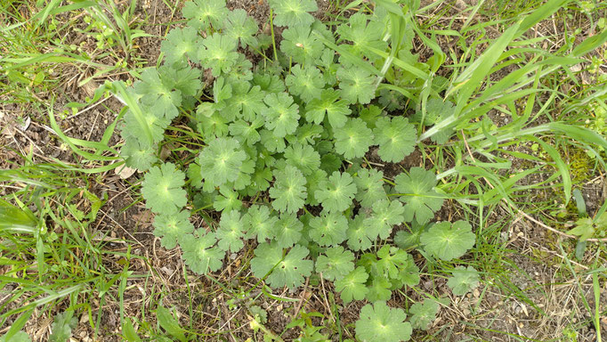 Weicher Storchschnabel
