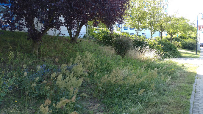"Meine" Wiese in unserer Wohnanlage