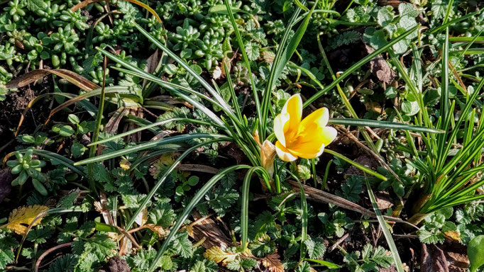 Frühlingskrokus