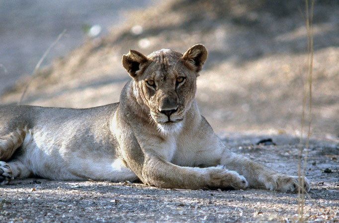 Leonessa - Zambia