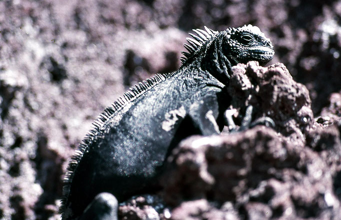 iguana marina - Galàpagos