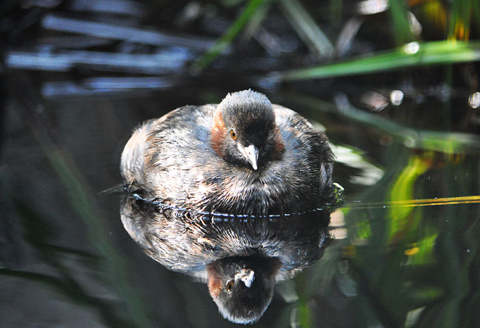 Tuffetto - Lombardia - italia