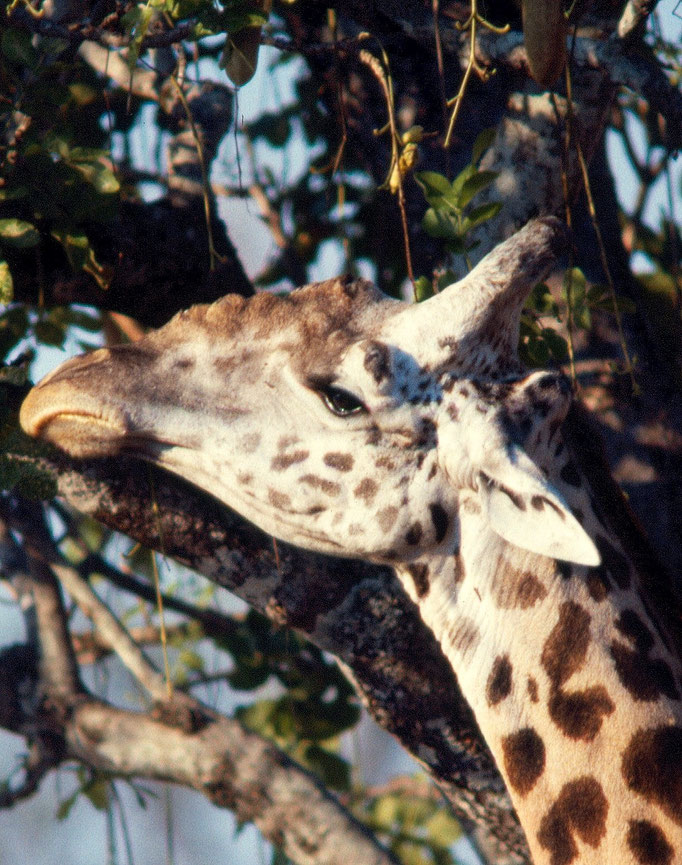 Giraffa - Zambia