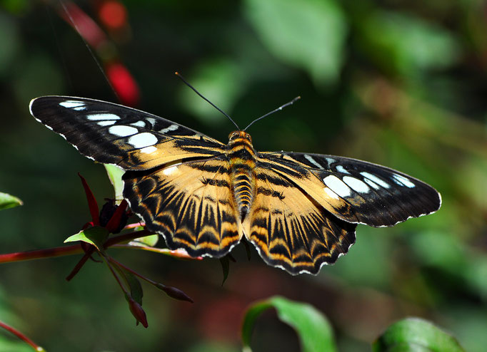 Parthenos sylvia