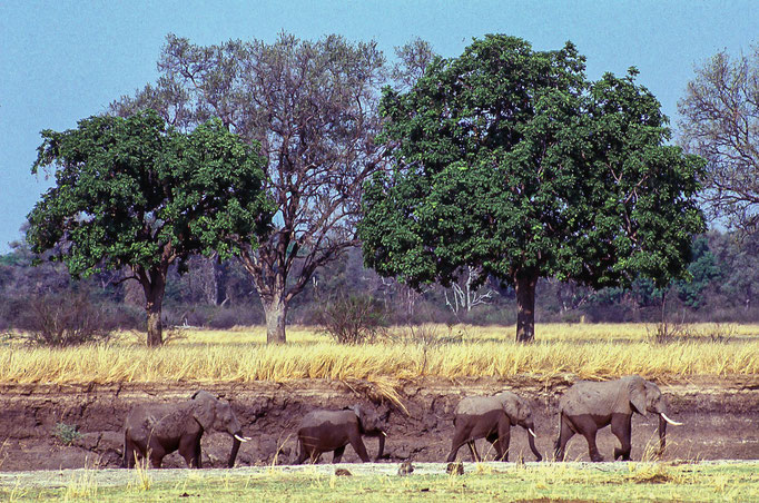 Elefanti - Zambia
