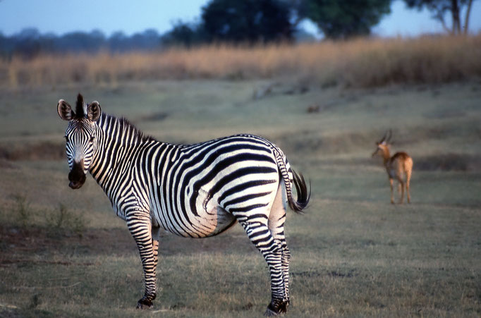 Zebra - Zambia
