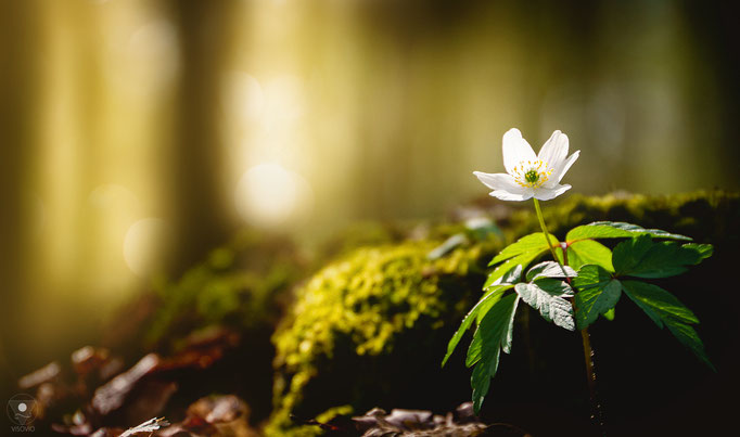 anemone nemorosa‬ | 201504 • www.visovio.de •  ‎soulfood, wasblühtdennda, buschwindröschen, ‎AnemoneNemorosa‬,‎hahnenfußgewächs‬, waldsterne‬, hexenblum‬, kopfschmerzblum, nichtessbar‬, räucherzutat‬ 