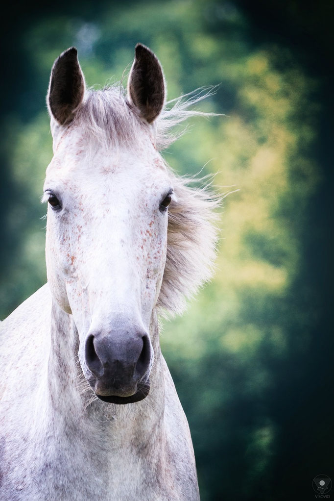 feenpferd | 201607 www.visovio.de  "let a horse whisper in your ear and breathe on your heart. you will never regret it." ; fluffyunicornsdancingonrainbows