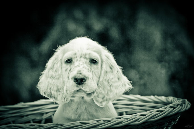 projekt traumtiere - english setter don | 201108 • www.visovio.de •  englishsetter