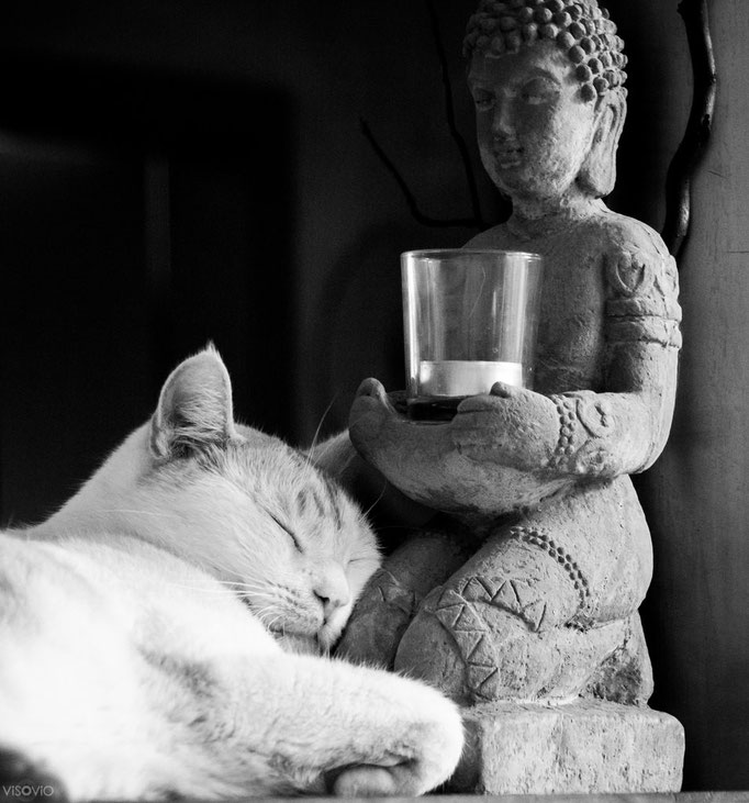 buddha-katze | 201507 • www.visovio.de • kleinerkater, buddha, schlafplatz